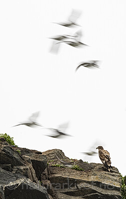 BB_20210624_2176 / Haliaeetus albicilla / Havørn