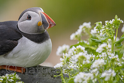 BB_20210624_2545 / Cochlearia officinalis / Skjørbuksurt <br /> Fratercula arctica / Lunde