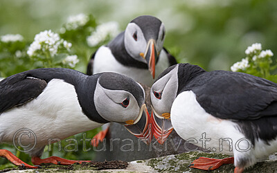 BB_20210625_0154 / Fratercula arctica / Lunde