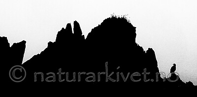 BB_20210625_0990-Edit_4 / Haliaeetus albicilla / Havørn