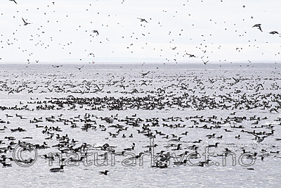 BB_20210626_0225 / Uria aalge / Lomvi