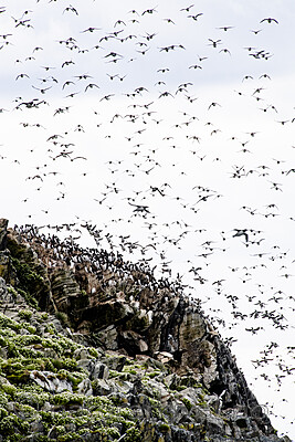 BB_20210626_0273 / Uria aalge / Lomvi