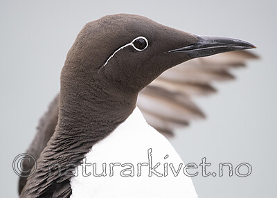 BB_20210626_0377 / Uria aalge / Lomvi