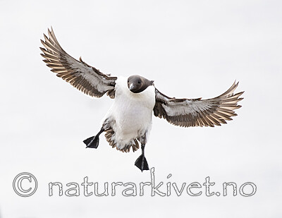 BB_20210626_0447 / Uria aalge / Lomvi