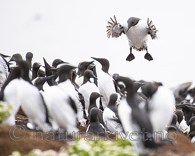 BB_20210626_0478 / Uria aalge / Lomvi