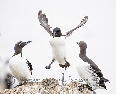 BB_20210626_0493 / Alca torda / Alke <br /> Uria aalge / Lomvi