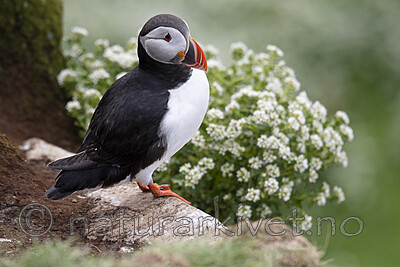 BB_20210626_0653 / Cochlearia officinalis / Skjørbuksurt <br /> Fratercula arctica / Lunde