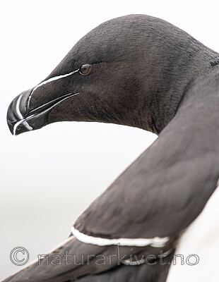 BB_20210626_1148 / Alca torda / Alke