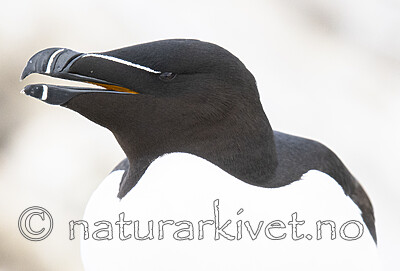 BB_20210626_1463 / Alca torda / Alke