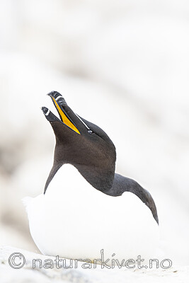 BB_20210626_1481 / Alca torda / Alke