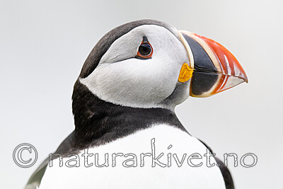 BB_20210626_1665 / Fratercula arctica / Lunde