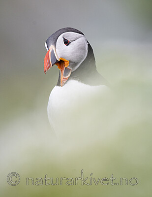 BB_20210626_1892 / Fratercula arctica / Lunde