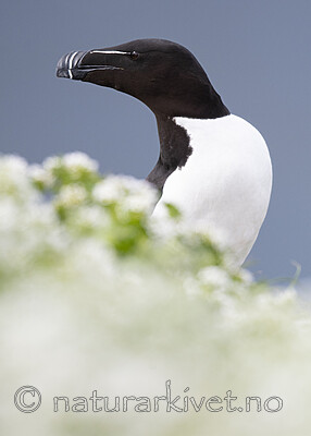 BB_20210626_1939 / Alca torda / Alke