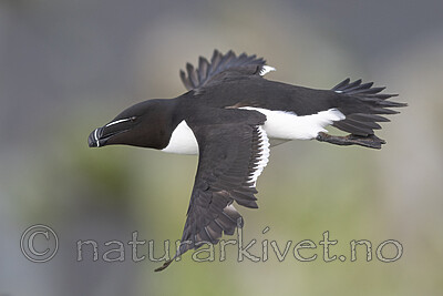 BB_20210626_1998 / Alca torda / Alke