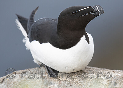 BB_20210626_2161 / Alca torda / Alke