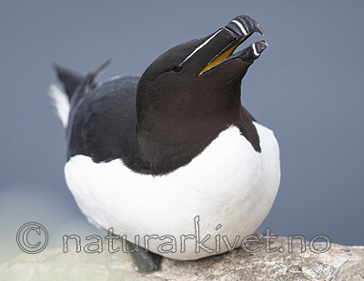 BB_20210626_2188 / Alca torda / Alke