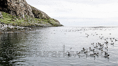 BB_20210626_2617 / Uria aalge / Lomvi