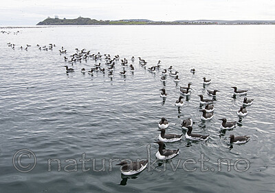 BB_20210626_2637 / Uria aalge / Lomvi