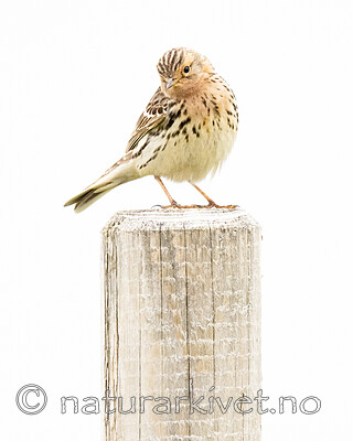 BB_20210627_0230 / Anthus cervinus / Lappiplerke