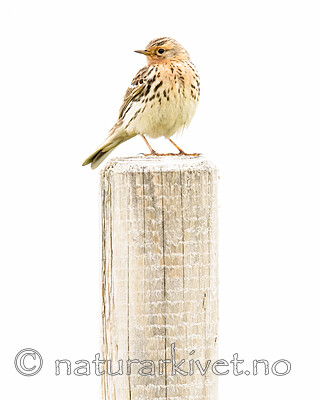 BB_20210627_0238 / Anthus cervinus / Lappiplerke