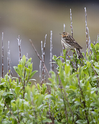 BB_20210627_0322-2 / Anthus cervinus / Lappiplerke