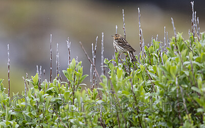 BB_20210627_0322 / Anthus cervinus / Lappiplerke