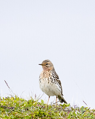 BB_20210627_0360 / Anthus cervinus / Lappiplerke
