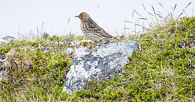 BB_20210627_0475 / Anthus cervinus / Lappiplerke