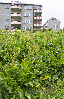 BB_20210714_0111 / Armoracia rusticana / Pepperrot