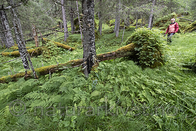 BB_20210724_0100 / Phegopteris connectilis / Hengeving