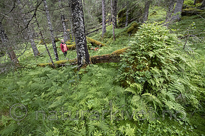 BB_20210724_0112 / Canis lupus familiaris / Hund <br /> Phegopteris connectilis / Hengeving