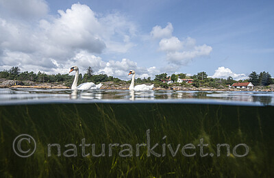 BB_20210810_0061 / Cygnus olor / Knoppsvane