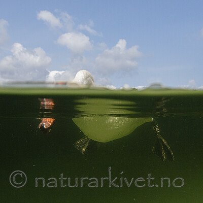 BB_20210810_0149 / Cygnus olor / Knoppsvane