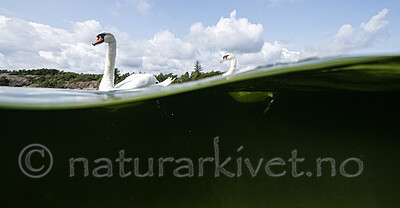 BB_20210810_0334 / Cygnus olor / Knoppsvane