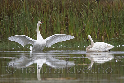 BB_20210912_0129 / Cygnus cygnus / Sangsvane <br /> Cygnus olor / Knoppsvane