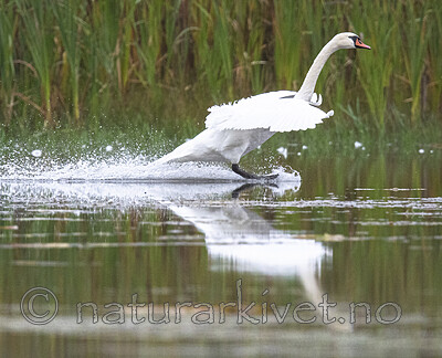 BB_20210912_0197 / Cygnus olor / Knoppsvane