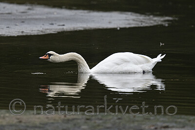 BB_20210912_0830 / Cygnus olor / Knoppsvane