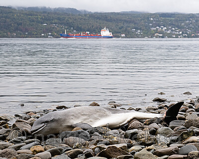 BB_20210930_0022 / Phocoena phocoena / Nise