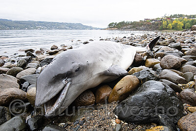 BB_20210930_0043 / Phocoena phocoena / Nise