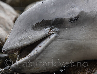 BB_20210930_0061 / Phocoena phocoena / Nise