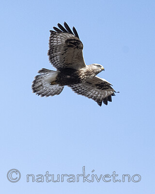 BB_20211002_0298 / Buteo lagopus / Fjellvåk