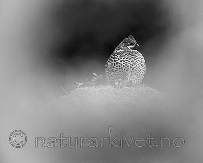 BB_20211004_0261 / Tetrastes bonasia / Jerpe