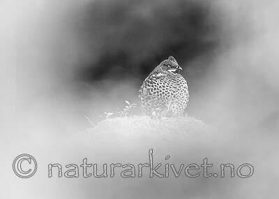 BB_20211004_0263 / Tetrastes bonasia / Jerpe