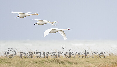 BB_20211015_0062-2 / Cygnus olor / Knoppsvane