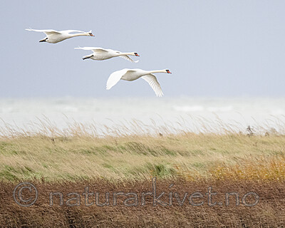 BB_20211015_0062 / Cygnus olor / Knoppsvane