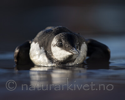 BB_20211027_0027 / Uria aalge / Lomvi