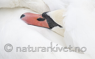 BB_20211103_0095 / Cygnus olor / Knoppsvane