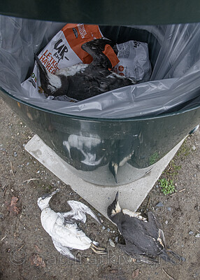 BB_20211103_0177 / Uria aalge / Lomvi