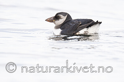 BB_20211106_0035 / Fratercula arctica / Lunde