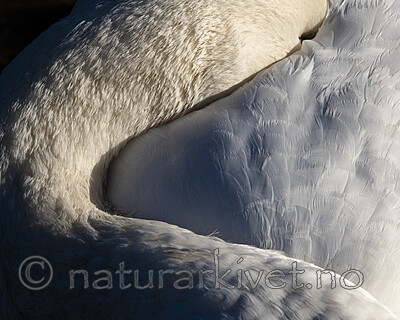 BB_20211110_0031 / Cygnus olor / Knoppsvane